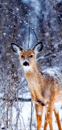 Experience the awe-inspiring sight of a majestic deer standing on snow with this live wallpaper