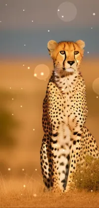 Photograph Vertebrate Cheetah Live Wallpaper