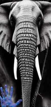 This stunning phone live wallpaper features a breathtaking image of an elephant rendered in striking black and white