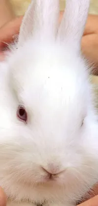 rabbit Live Wallpaper