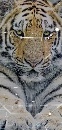 Experience the wild with this mesmerizing phone live wallpaper