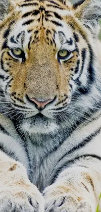 Photograph White Siberian Tiger Live Wallpaper