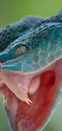This live wallpaper showcases a stunning close up of a snake with its mouth agape, featuring a realistic painting with a teal colour scheme