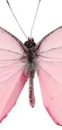 Get mesmerized by this beautiful phone live wallpaper that brings a stunning close-up pink butterfly right on your screen
