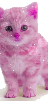 Pink Carnivore Cat Live Wallpaper