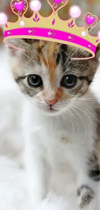 This phone live wallpaper features an adorable kitten sporting a golden crown that sits on its head, against a beautiful and colorful background by Miyamoto
