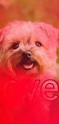 This phone live wallpaper features a lovely dog standing in a grassy field with a pink and red color scheme