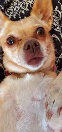 This dog live wallpaper is heartwarming and adorable, featuring a close-up portrait of a chihuahua nestled on a person's lap