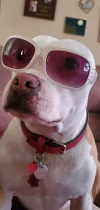 Transform your phone screen into a playful and trendy haven with the phone live wallpaper featuring a sunglasses-wearing dog sitting on a couch by Bernie D'Andrea