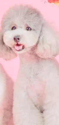 This live wallpaper design showcases two charming white dogs sitting beside each other on a background featuring pastel coloring