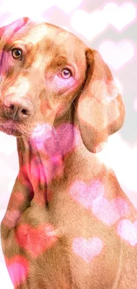 Pink Carnivore Dog Live Wallpaper