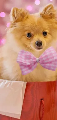 Get ready for a delightful wallpaper, depicting a charming pomeranian mix dog wearing a bow tie inside a box