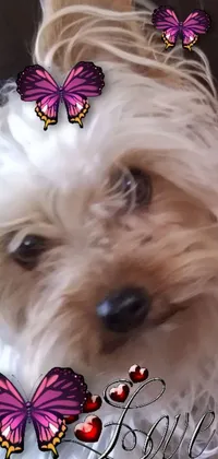 This live wallpaper features a stunning photograph of a lovable Yorkshire Terrier with a butterfly perched delicately on its head