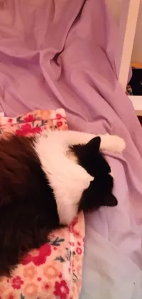This phone live wallpaper features a black and white cat relaxing on a pillow in a cozy bedroom