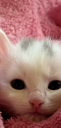 This live wallpaper features a photorealistic white kitten with large eyes and a white muzzle peeking out of a pink blanket