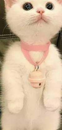 This live wallpaper features an adorable white cat sitting on a plush leather chair with a golden bell in its paw