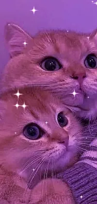 This live wallpaper depicts two cats cuddling on a couch, with purple eyes adding a pop of color to their sweet, fluffy features