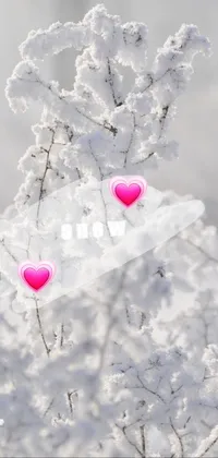 Pink Freezing Snow Live Wallpaper