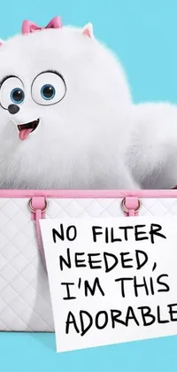 This live wallpaper for phones features a lovable white cat holding a sign that reads "no filter needed, I'm this adorable"