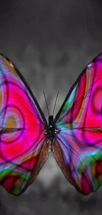 Experience the beauty of nature with our stunning colorful butterfly live wallpaper for your phone! This wallpaper features a butterfly resting peacefully on a black and white background