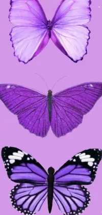 This live wallpaper features three purple butterflies floating gracefully on a matching purple background