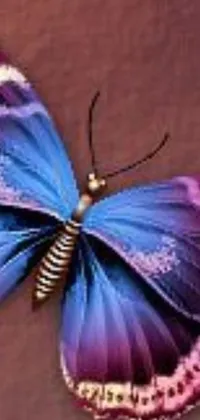 This live wallpaper features a stunning butterfly with shades of purple and blue resting on a textured brown surface