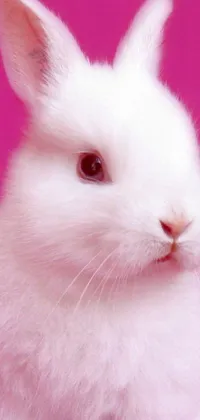 Pink Snout Whiskers Live Wallpaper