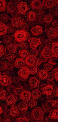 This phone live wallpaper features a stunning close-up of lush red roses rendered digitally