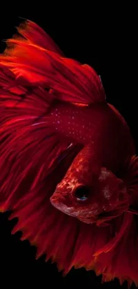 This phone live wallpaper showcases a close-up of a stunning red betta fish, set against a sleek black background