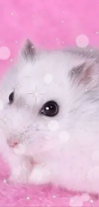Pink Whiskers Rodent Live Wallpaper