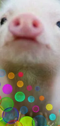 Pink Whiskers White Live Wallpaper
