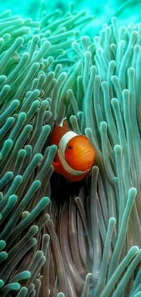 Plant Anemone Fish Clownfish Live Wallpaper