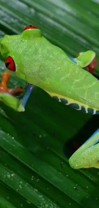 Plant Animal Frog Live Wallpaper