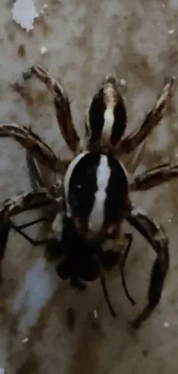 This phone live wallpaper depicts a black and white spider sitting on the floor