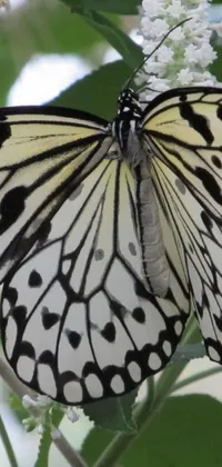 A beautiful live wallpaper for your phone featuring a white butterfly with black spots, perched on a flower