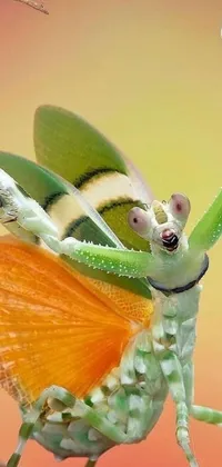 Get mesmerized by this stunning phone live wallpaper that features a close-up of an insect perched on a fruity surface