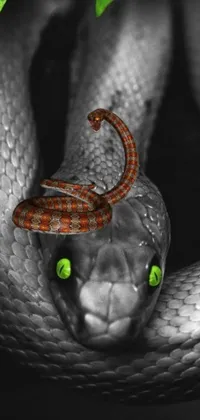 This phone live wallpaper showcases a captivating black and white photo of a cobra with piercing green eyes
