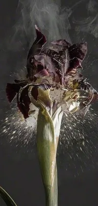 This phone live wallpaper features a close-up shot of a beautifully detailed flower with smoke emanating from it
