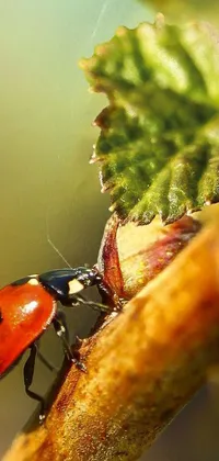 "Get immersed in nature with this captivating live wallpaper featuring a ladybug crawling on a vividly detailed tree branch