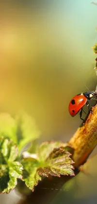 Plant Arthropod Beetle Live Wallpaper