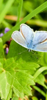 This live wallpaper features a serene scene of a blue butterfly sitting on a green leaf in a meadow with white, pale blue, and green hues