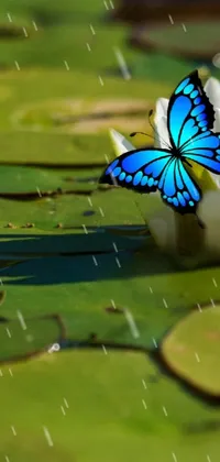 Looking for a serene live wallpaper to give your phone a touch of nature? Check out this beautiful blue butterfly sitting atop a white flower, on a lily pad surrounded by floating pieces of green vegetation