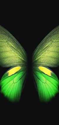 This phone live wallpaper features the striking image of a green butterfly's wings captured up close by the photographer Tadashi Nakayama