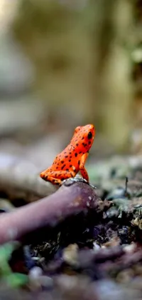 This phone live wallpaper showcases an orange frog sitting on a stick in Robert Brackman's macro photograph