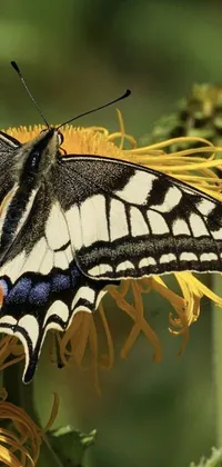 This Butterfly and Flower Live Wallpaper showcases a striking close-up shot of a swallowtail butterfly on a bright yellow and black flower