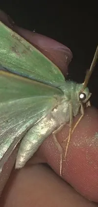 This beautiful live wallpaper showcases a unique moth species perching on a glowing pale green finger