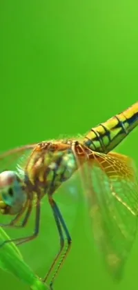 This mobile live wallpaper showcases a magnified photograph of a dragonfly perched on a blade of grass