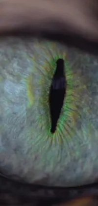 The perfect live wallpaper for cat lovers! Get mesmerized by the intricate details and textures of a green feline eye captured by a microscope