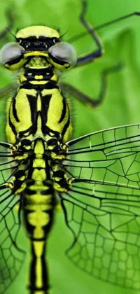 This dragonfly live wallpaper features a breathtaking close-up shot of a dragonfly with stained glass wings resting on a green leaf