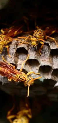 This live phone wallpaper depicts a group of wasps gathered on top of a paper in intricate detail